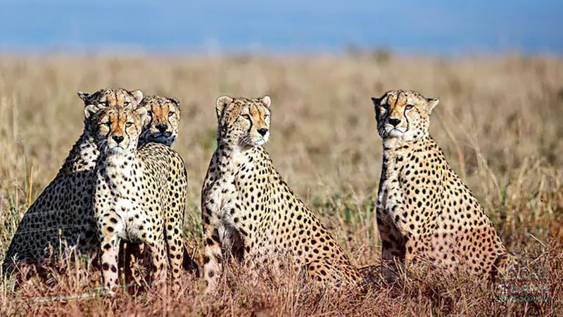 South Africa, magpapadala ng higit 100 cheetahs sa India