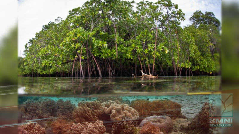 Plastic ban on world’s largest mangrove forest