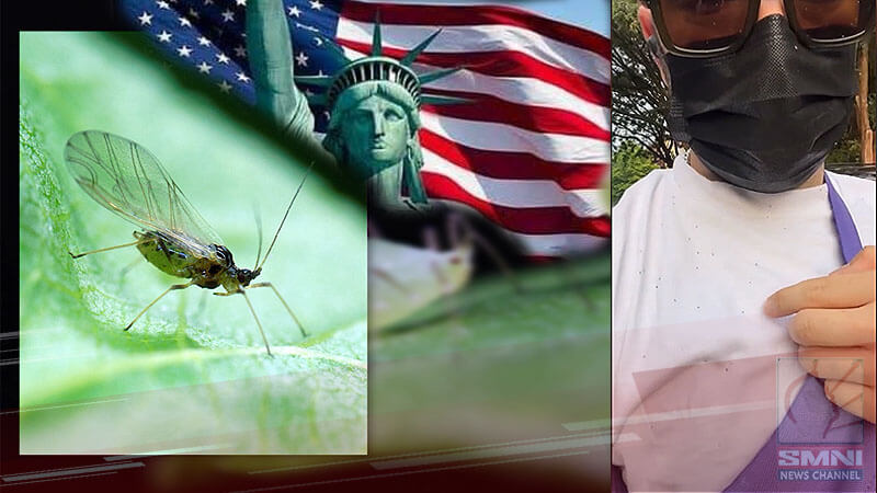 Millions of aphid bugs invade air of New York City