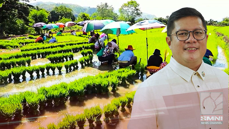 P31-B, ilalaan sa rice producers ngayong 2024