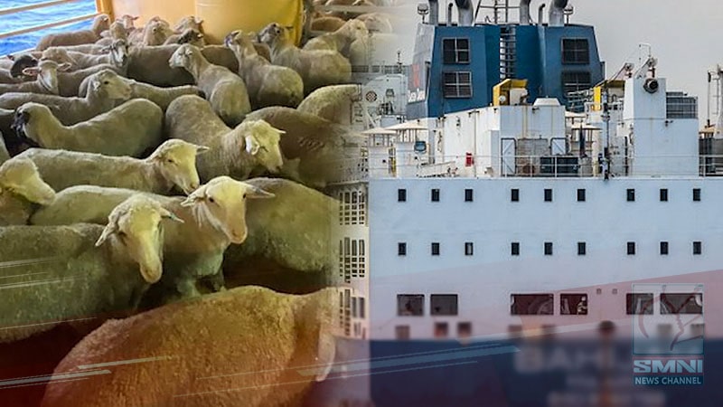 Cattle deaths recorded on live export ship stranded off Western Australia Coast