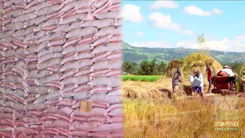 Halos 100 bodega ng NFA nananatiling sarado; Presyo ng palay sa Nueva Ecija, binabarat ng ilang traders