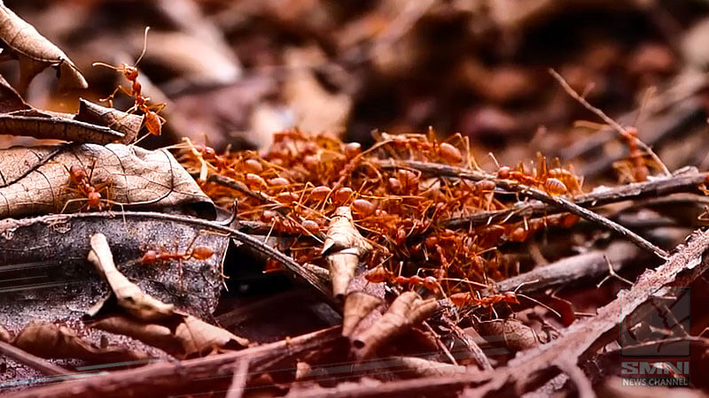 Fears of massive outbreak as more venomous red ants colonies found in Queensland
