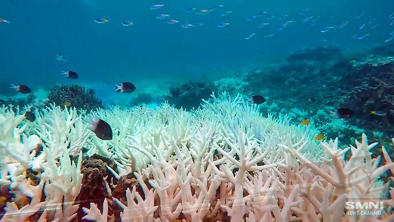 Great Barrier Reef: The world’s largest coral reef suffers severe mass bleaching