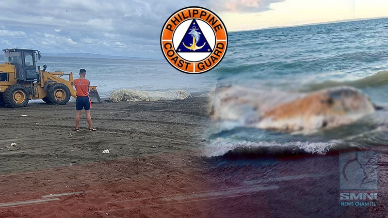 PCG conducts disposal of deceased sperm whale in Quezon shoreline