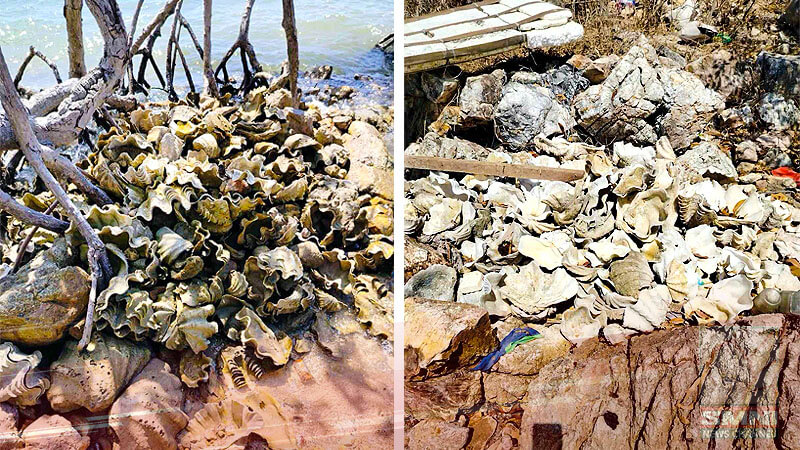 Successful Recovery Of Illegal Fossilized Giant Clam Shells In Busuanga 