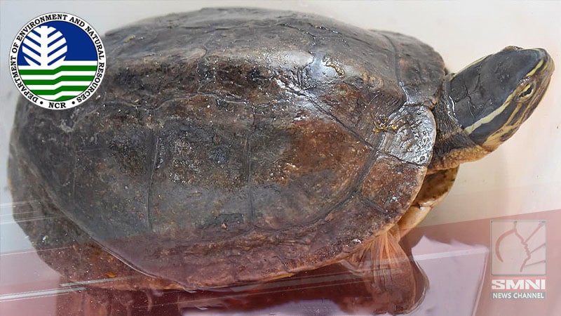 Denr Meo-north Enforcement Team Swiftly Responds To Asian Box Turtle 