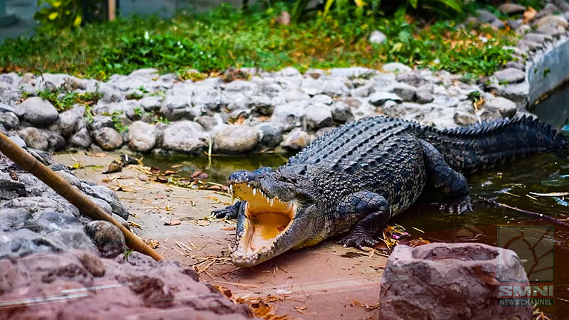 Manila Zoo, doble-alaga sa mga hayop dahil sa tindi ng init ng panahon