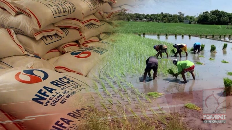 NFA criticized for ‘delayed’ purchases of palay; Target buffer stock unlikely to be met—agri group