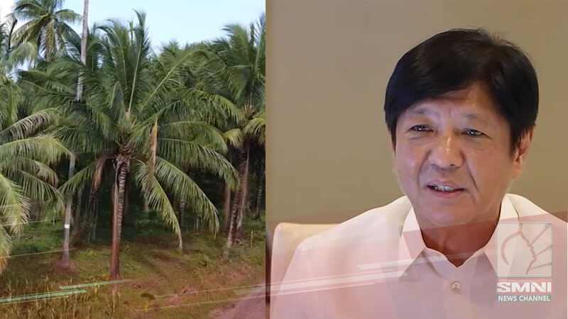 Budget constraints cast doubt on Marcos admin’s 100-M coconut tree planting target