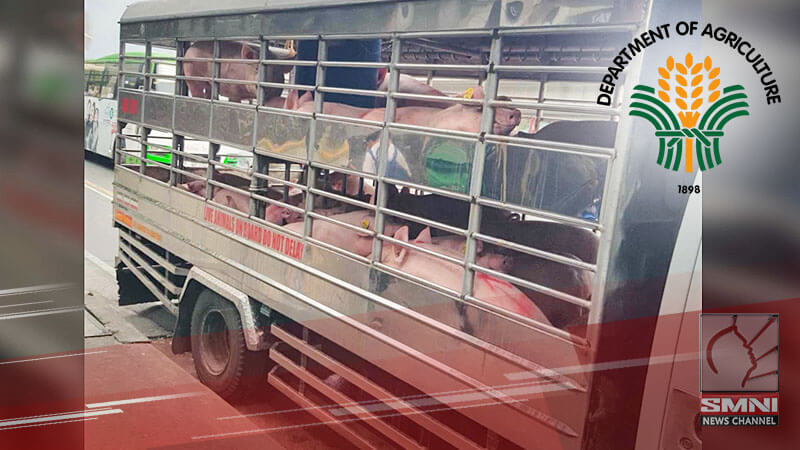 DA, muling nagbabala sa mga pupuslit ng baboy na posibleng tinamaan ng ASF