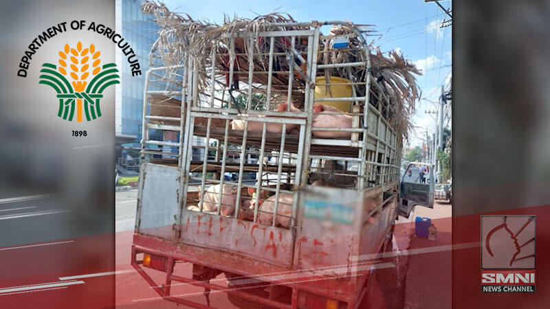Mga baboy na naharang sa checkpoint sa QC na positibo sa ASF, nadagdagan pa—DA