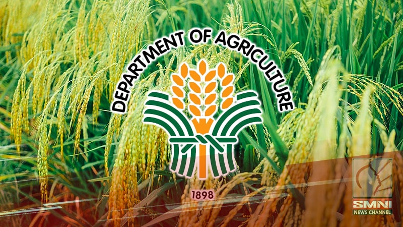 Masaganang produksiyon ng palay, ‘di pa rin mararamdaman hanggang katapusan ng 2024—DA