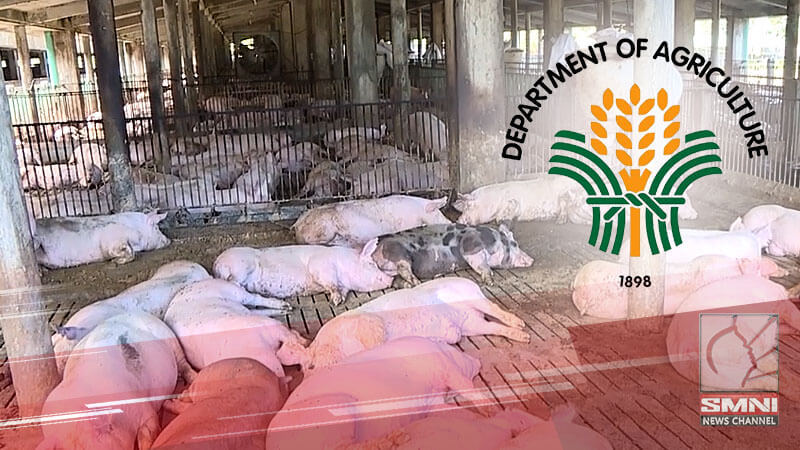 P1.25B na tulong, inilaan ng DA para sa recovery ng hog industry mula sa African Swine Fever (ASF) outbreak