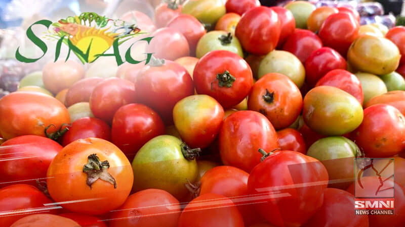 Solusyon sa oversupply ng kamatis, panawagan ng isang agri group
