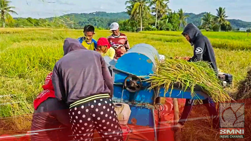 Ilang magsasaka sa Pangasinan, itinigil muna ang pagbebenta ng palay sa mga trader; Bilihan ng palay, bumaba sa P13/KG —Former Agri Chief
