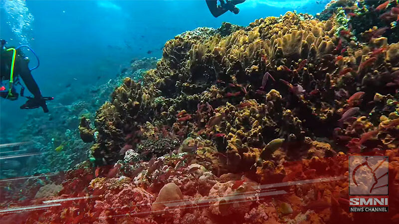 Diving ban sa Quezon province inalis matapos ang umano’y shark attack sa Russian divers