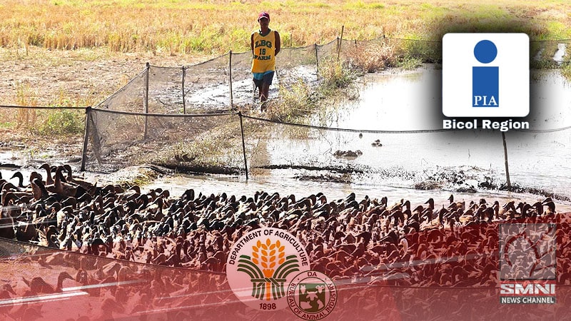 Unang kaso ng H5N9 naitala sa Camarines Sur