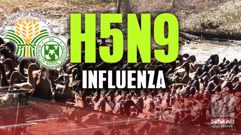 H5N9 strain ng avian influenza kumpirmado na sa bansa