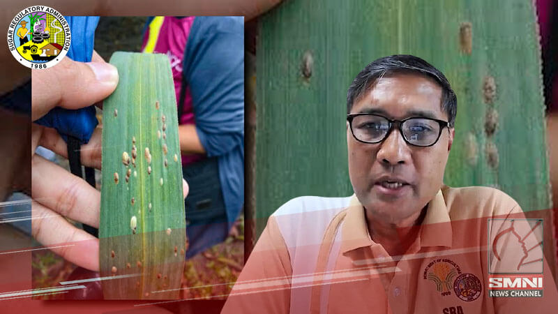 SRA: Taniman ng tubo sa ilang bayan ng Negros Occ. apektado ng peste