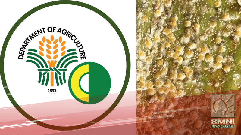 PCA: Higit 500K puno ng niyog sa 9 rehiyon sa bansa, apektado na ngayon ng ‘coconut scale insect’