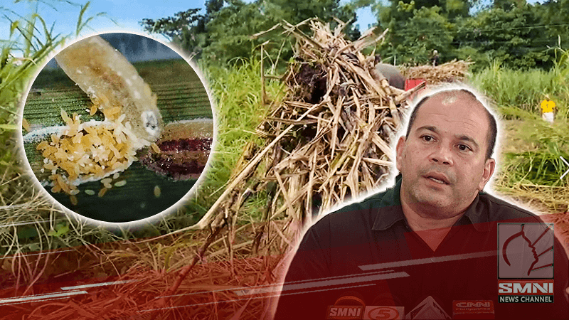 Pamiminsala ng RSSI insects sa Negros Occidental lumawak pa