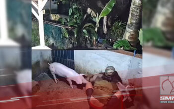 baboy sa Leyte
