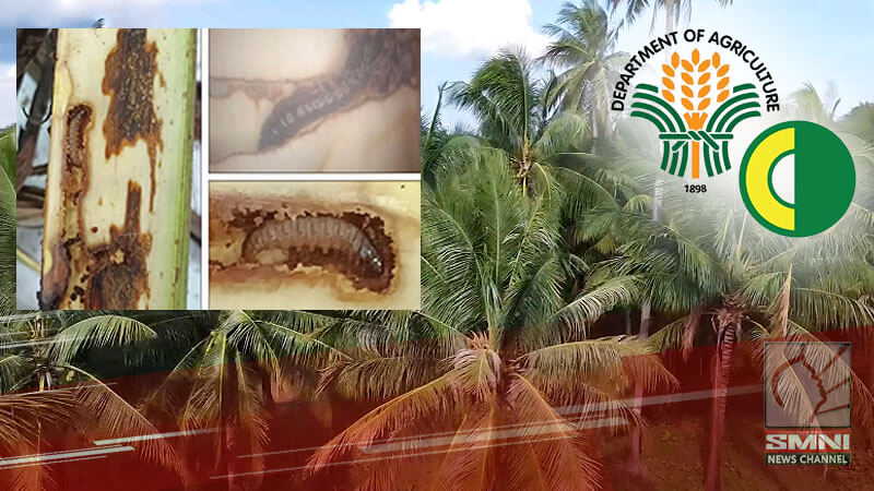 P200M kita sa ekonomiya nawala dahil sa pananalasa ng peste sa coconut industry—PCA
