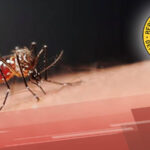 Dengue