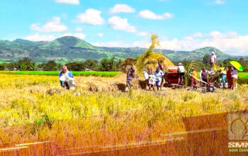 floor price sa palay